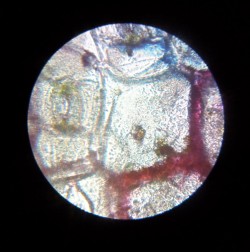 microscopic view of stomata